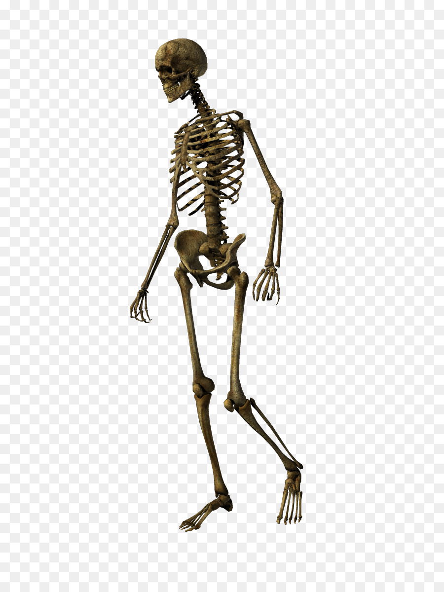Human skeleton Bone Skull Joint - Skeleton png download - 498*1198 - Free Transparent Skeleton png Download.