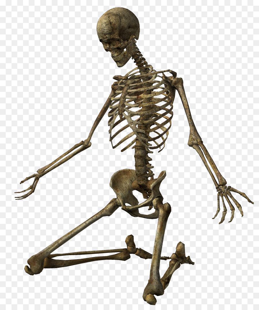 Skeleton Clip art - Skeleton png download - 864*1079 - Free Transparent Skeleton png Download.