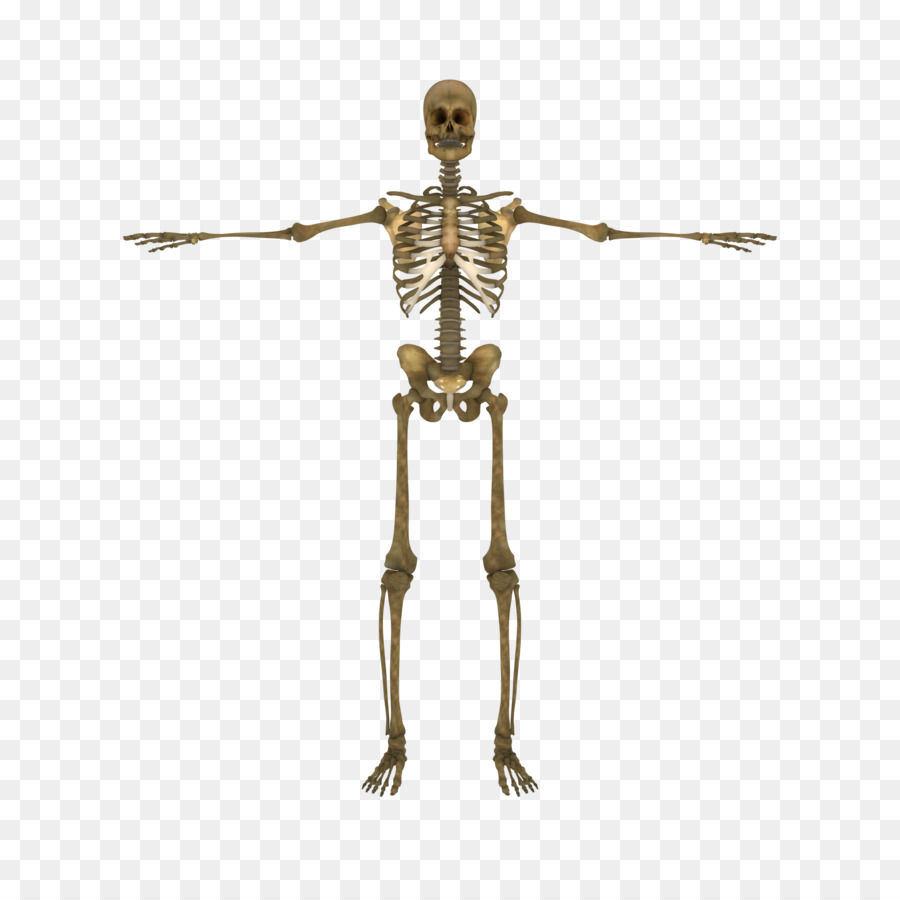 Human skeleton Human body Vertebral column Bone - Skeleton png download - 2000*2000 - Free Transparent Human Skeleton png Download.