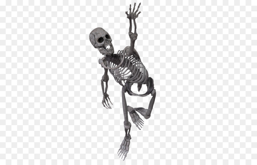 Human skeleton Skull - Skeleton Face Png png download - 1024*645 - Free Transparent Skeleton png Download.