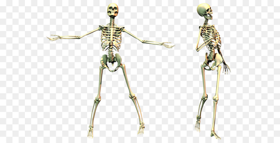 Human skeleton Bone - Skeleton PNG image png download - 1024*724 - Free Transparent Human Skeleton png Download.