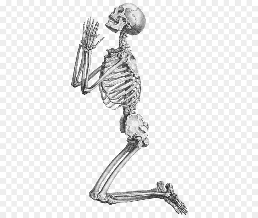 Prayer Human skeleton Anatomy Clip art - Skeleton, Skull And Transparent png download - 434*750 - Free Transparent Prayer png Download.