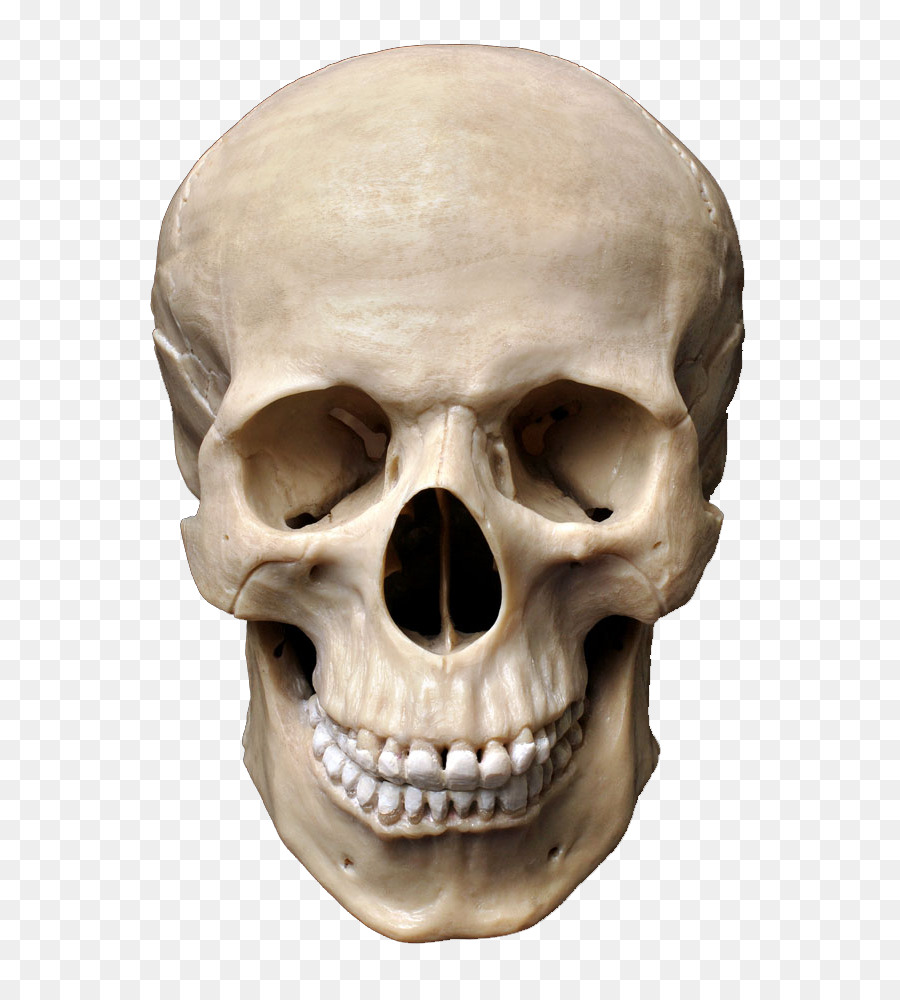 Skull Human skeleton Stock photography Homo sapiens Bone - Skull png download - 741*1000 - Free Transparent Skull png Download.