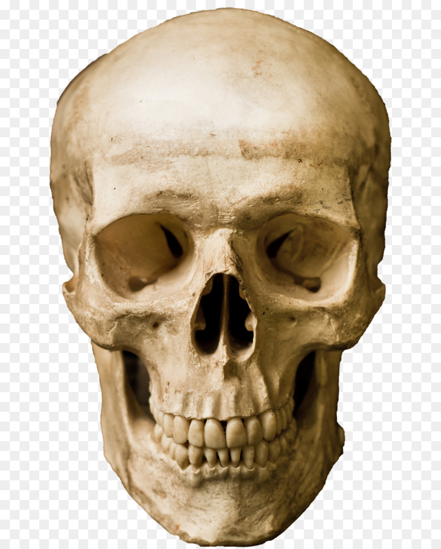 Human skull Stock photography Robot - skull png download - 700*1117 - Free Transparent Skull png Download.