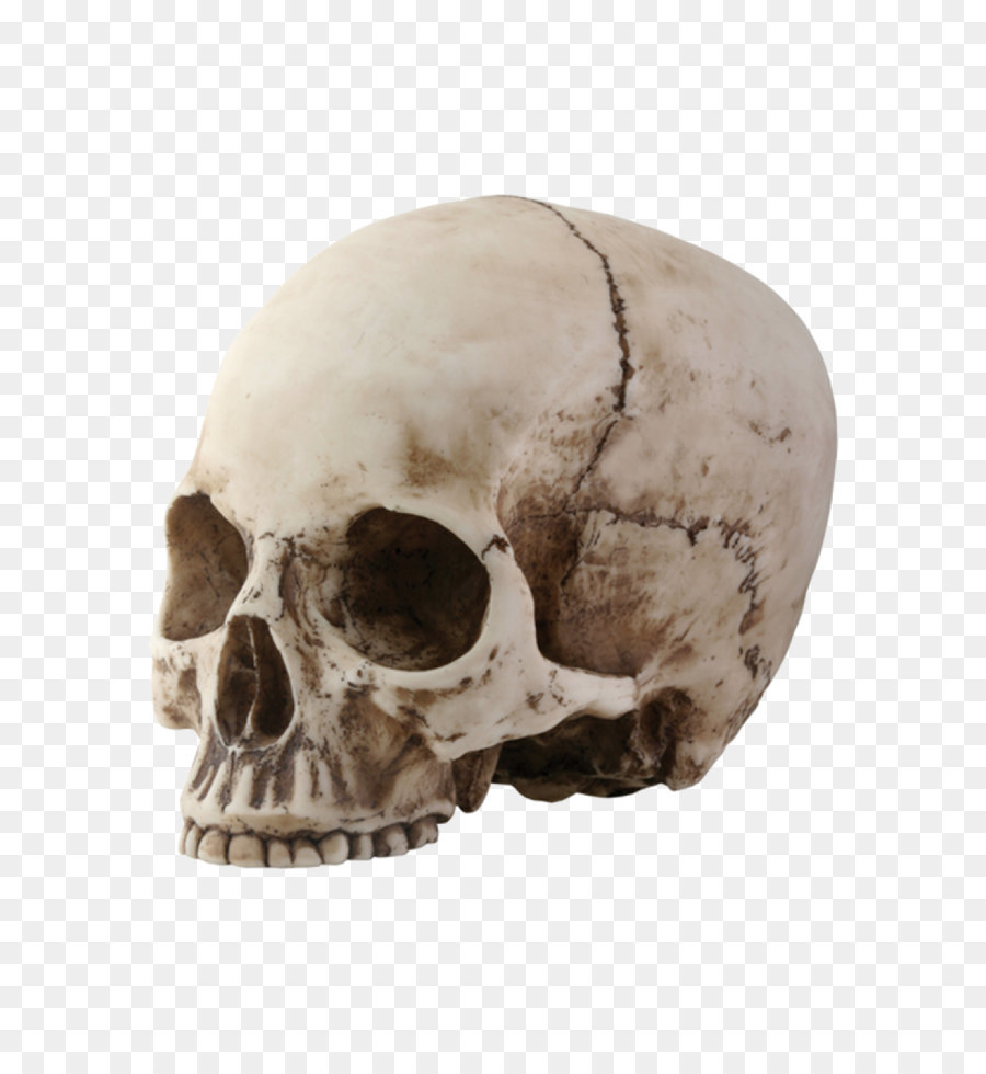 Skull Skeleton - Skeleton Head Png Picture png download - 900*1350 - Free Transparent Skull png Download.