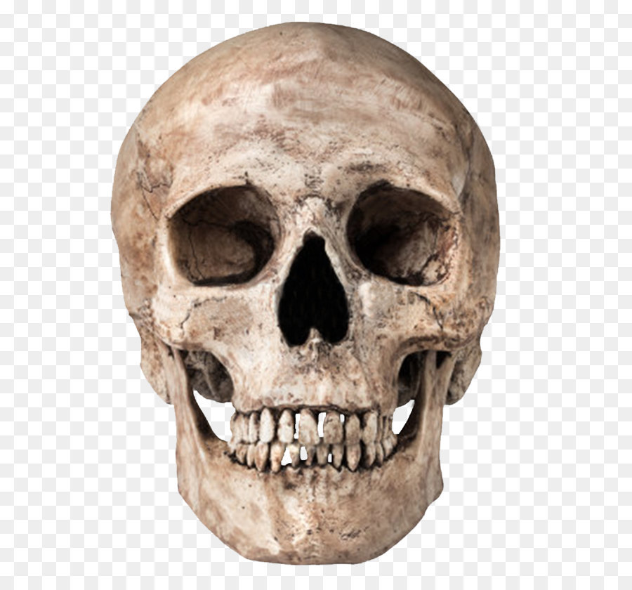 Skull Icon Computer file - Skull Png Image png download - 788*1000 - Free Transparent Skull png Download.