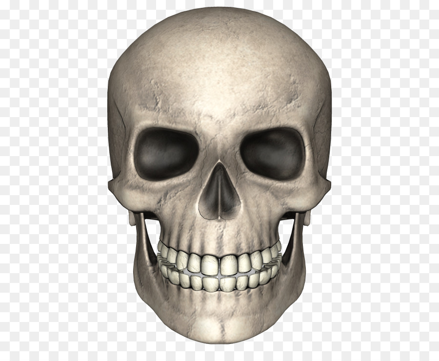 Skull Bone Skeleton Clip art - animal skull png download - 500*722 - Free Transparent Skull png Download.