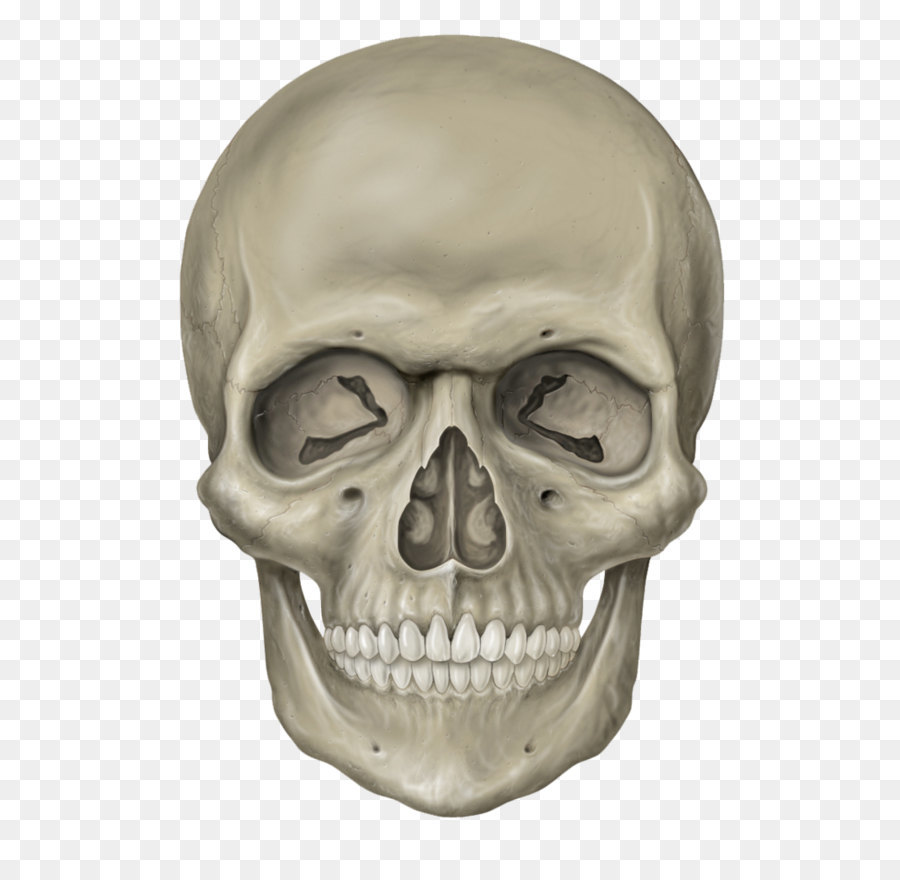Skull Human skeleton - Skeleton Head Free Download Png png download - 776*1029 - Free Transparent Skull png Download.