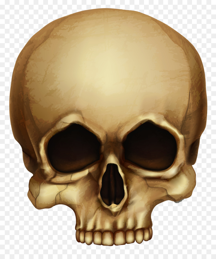 Skull Skeleton Clip art - skulls png download - 3269*3852 - Free Transparent Skull png Download.