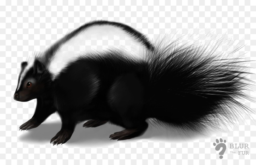 Skunk Clip art - skunk png download - 1224*784 - Free Transparent Skunk png Download.