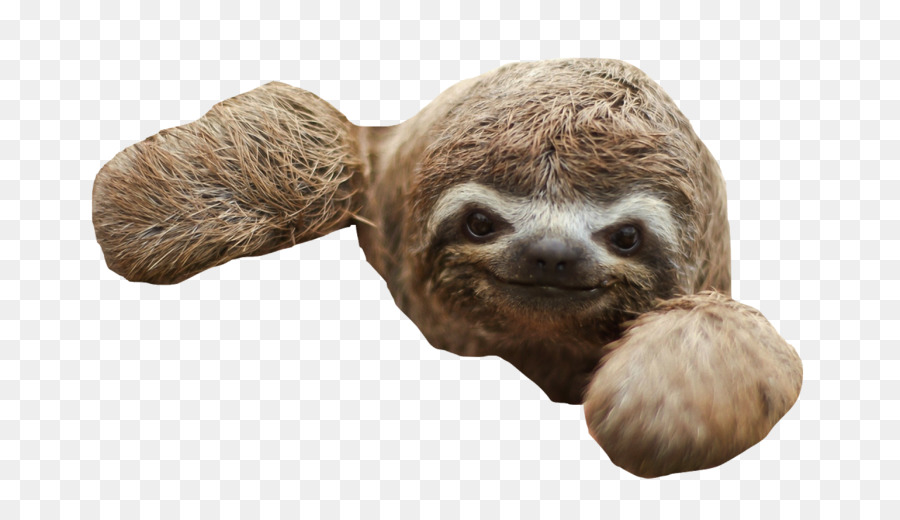 Three-toed sloth Baby Sloths Desktop Wallpaper - others png download - 1280*720 - Free Transparent Threetoed Sloth png Download.
