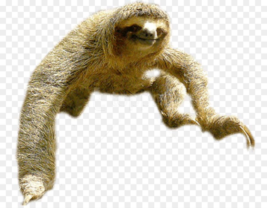 Sloth Portable Network Graphics Clip art Image Vector graphics - sloth png maned png download - 850*691 - Free Transparent Sloth png Download.
