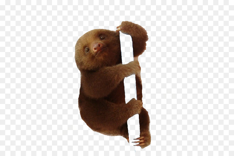 Baby Sloths Animal - others png download - 450*600 - Free Transparent Sloth png Download.