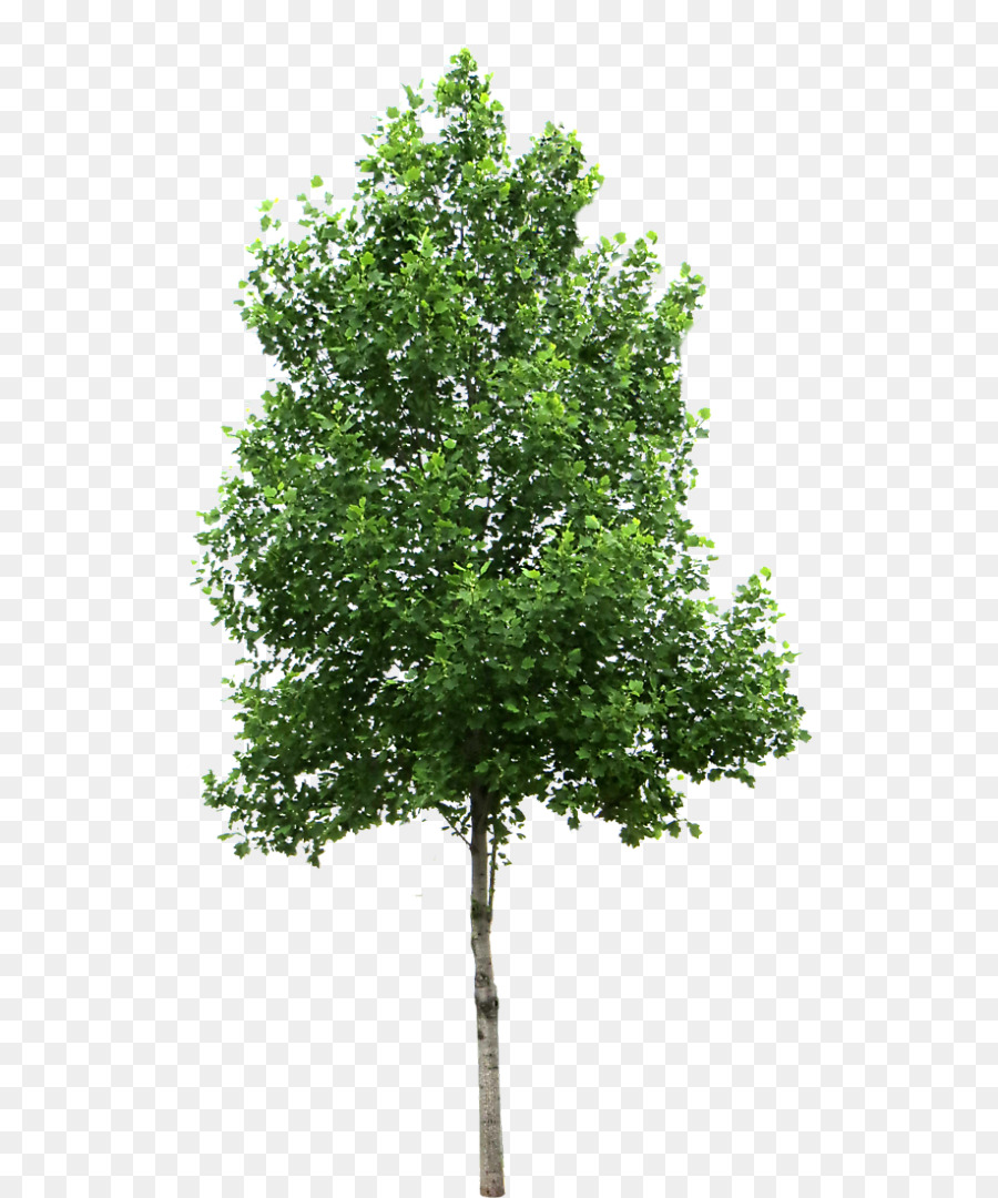 Small Trees Birch Deciduous Clip art - tree png download - 690*1080 - Free Transparent Small Trees png Download.