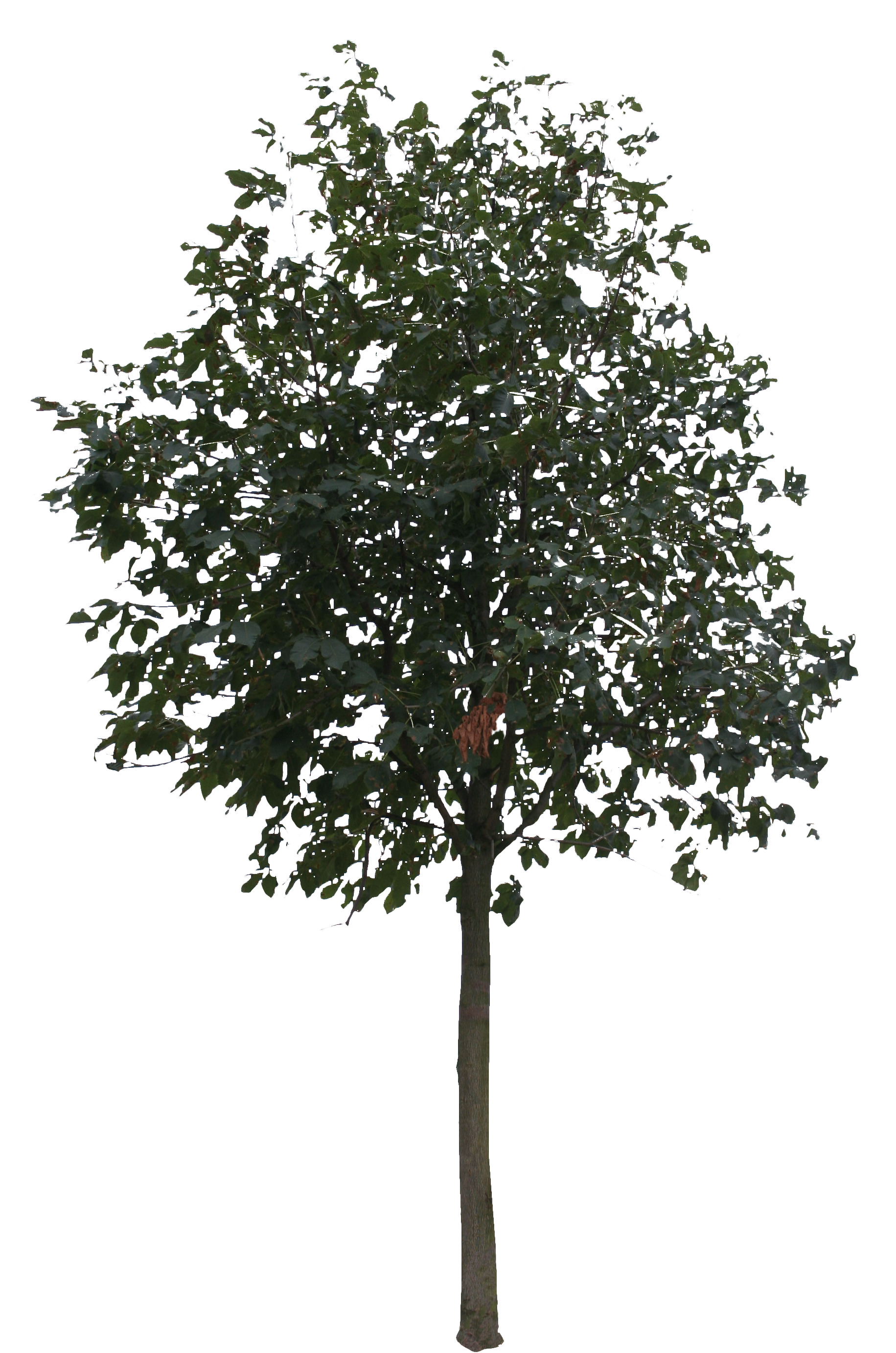 Small tree. Тополь куст. Дерево аўт. Маленькое дерево PNG. Pohon render.