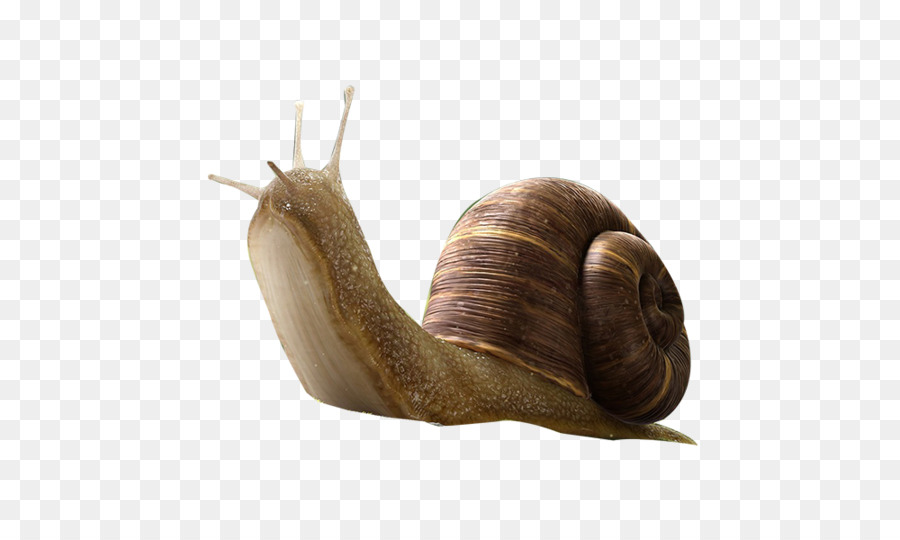 Snail Insect Orthogastropoda - Cute snail png download - 1000*600 - Free Transparent Snail png Download.