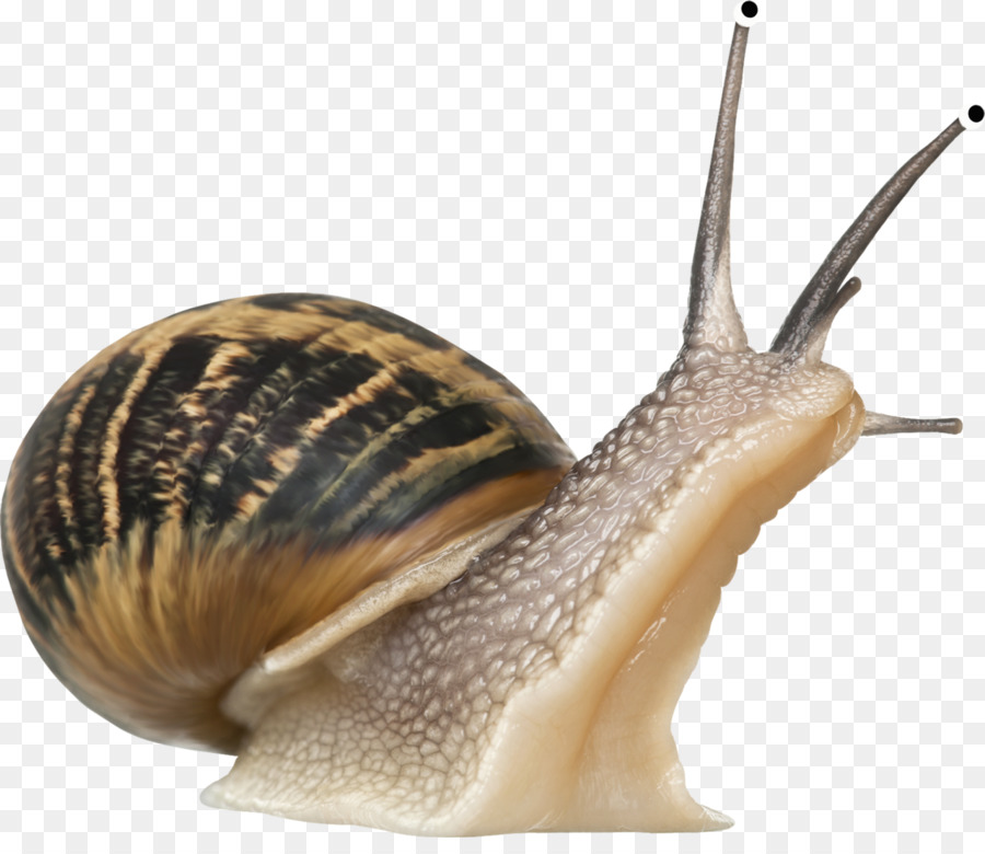 Snail slime Gastropods - snails png download - 1280*1088 - Free Transparent Snail png Download.