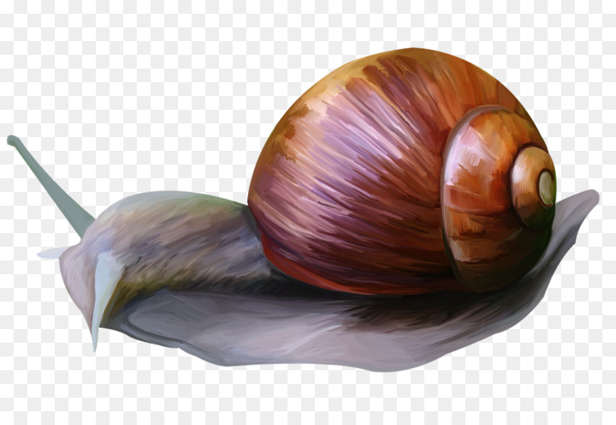 Snail Animal Clip art Picture Frames Shallot - Snail png download - 1024*695 - Free Transparent Snail png Download.