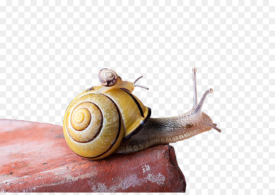 Snail Euclidean vector - Snail Creative png download - 1000*702 - Free Transparent Snail png Download.