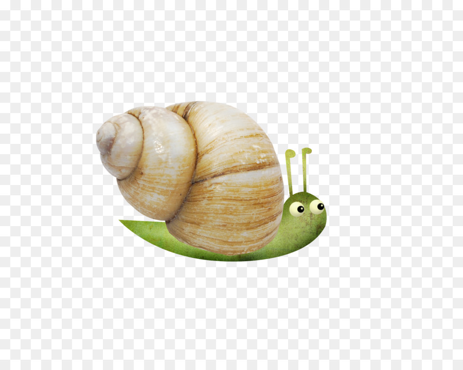 Snail Escargot Orthogastropoda - Small snail png download - 2081*1631 - Free Transparent Snail png Download.