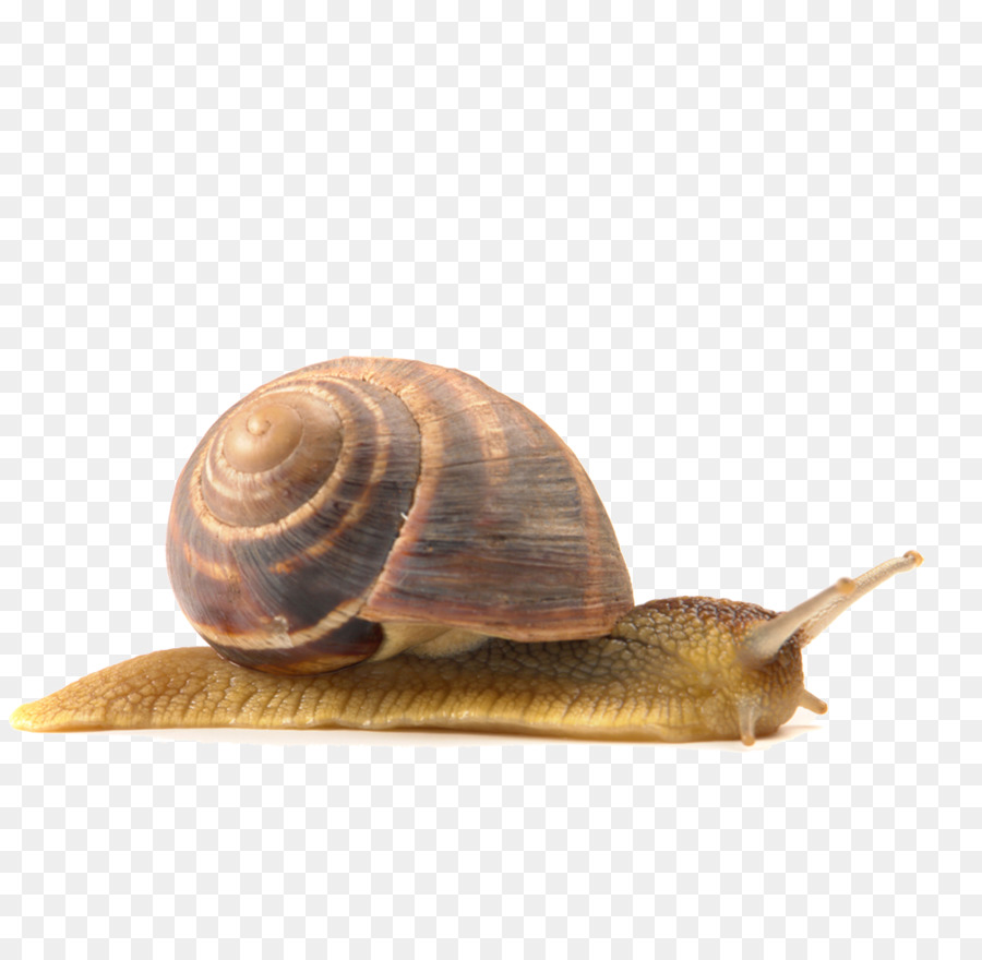 Snail Euclidean vector - snails png download - 1103*1055 - Free Transparent Snail png Download.