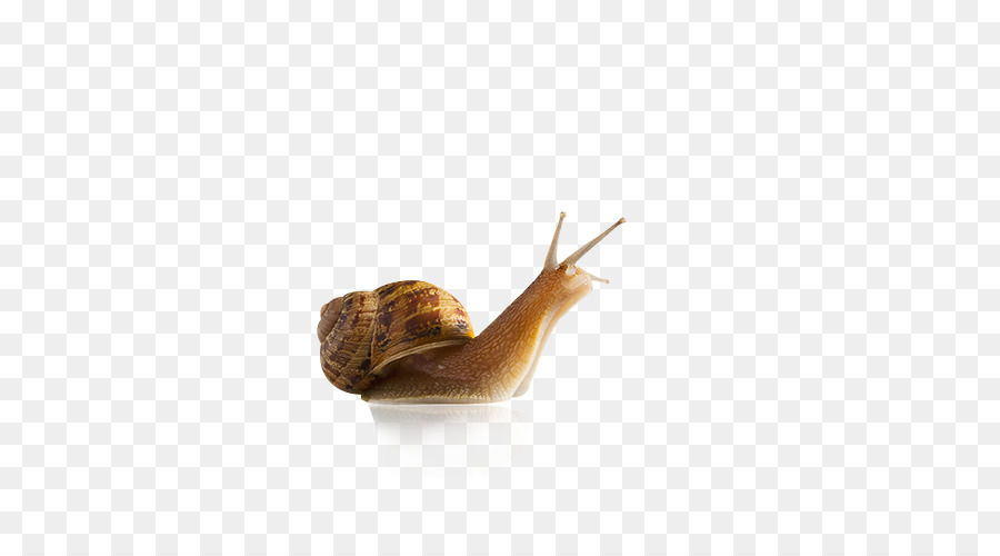 Snail Slug Seashell Gastropod shell Stock photography - snails png download - 500*500 - Free Transparent Burgundy Snail png Download.