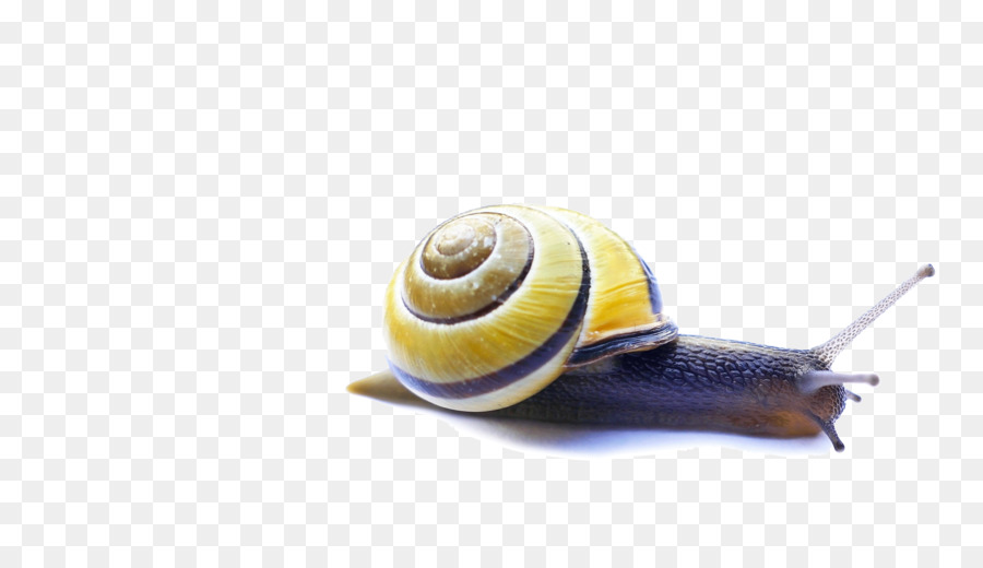 Snail Video Servers Carlo Tuzza Computer Servers - Snail png download - 3840*2160 - Free Transparent Snail png Download.