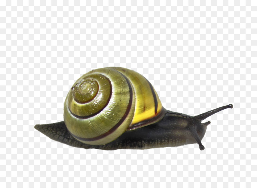Snail Animal Clip art - Snail PNG Transparent Images png download - 1024*746 - Free Transparent Snail png Download.