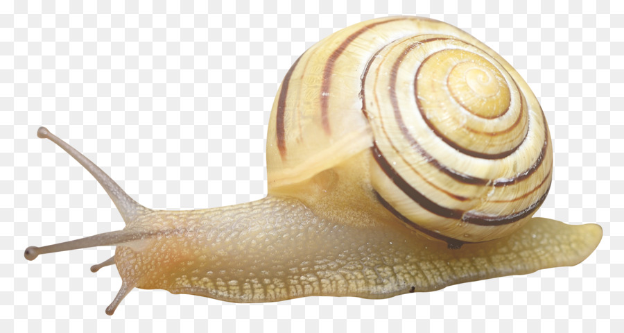 Snail Orthogastropoda - Snail png download - 2250*1198 - Free Transparent Orthogastropoda png Download.