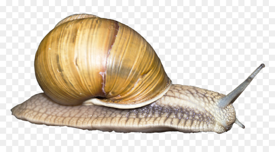 Snail Orthogastropoda Monoplacophora - Snail png download - 1316*708 - Free Transparent Snail png Download.