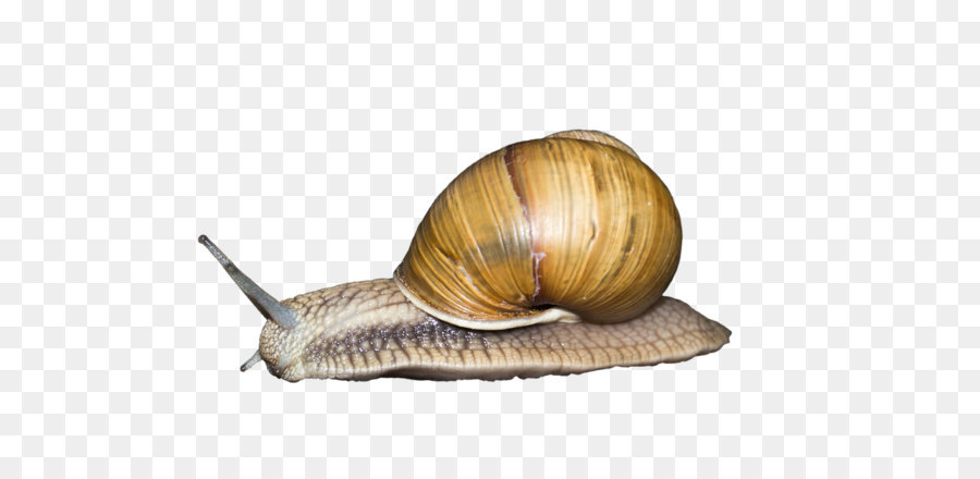 Snail Seashell Gastropod shell Gastropods Animal - Snail PNG png download - 960*640 - Free Transparent Escargot png Download.