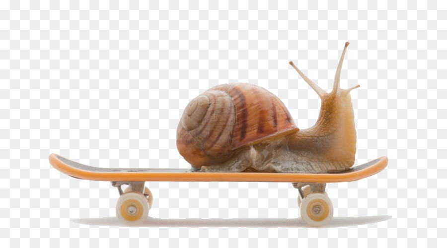 Burgundy snail Land snail - snails png download - 750*500 - Free Transparent Snail png Download.