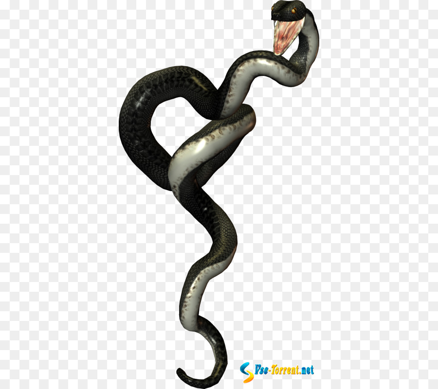 Snakes Clip art Portable Network Graphics Image File format - clipart snake png download - 412*800 - Free Transparent Snakes png Download.