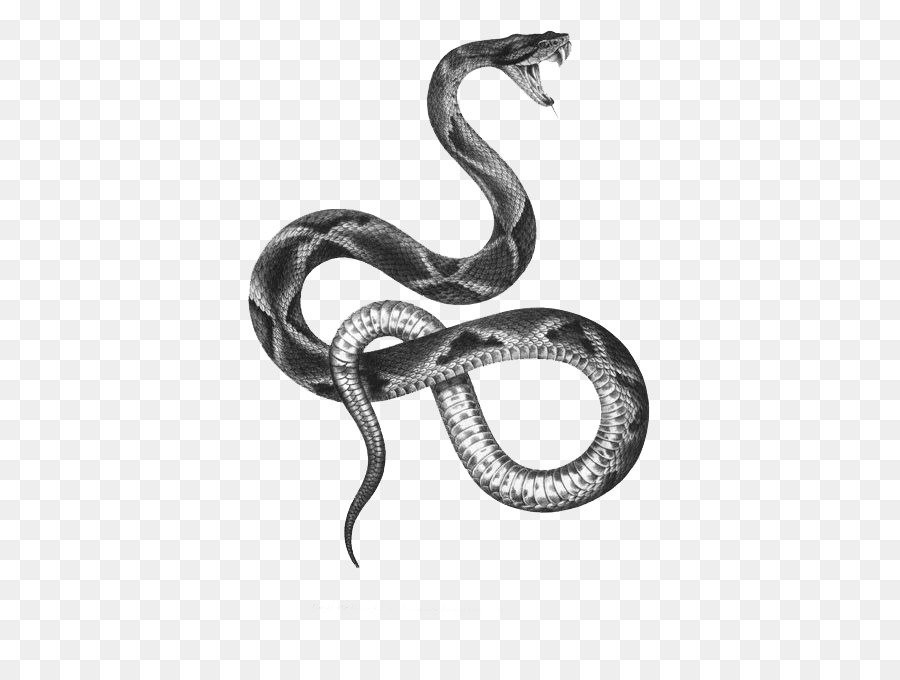 The snakes of Australia Tattoo artist Black-and-gray - snake png download - 500*664 - Free Transparent Snake png Download.
