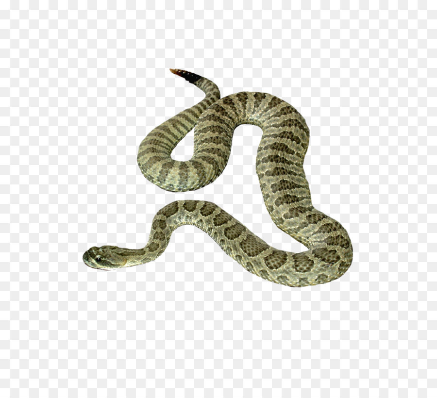 Snake Icon - Snake PNG image picture download free png download - 900*1125 - Free Transparent Snake png Download.