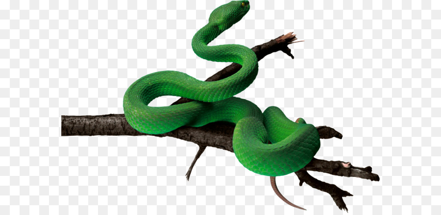 Snake Green anaconda - Green snake PNG image png download - 2466*1654 - Free Transparent Snake png Download.