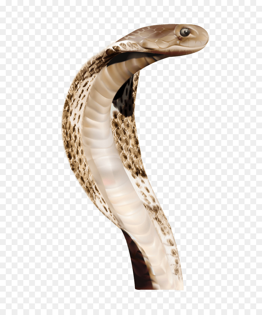 Snake King cobra - Anaconda PNG File png download - 700*1077 - Free Transparent Snake png Download.