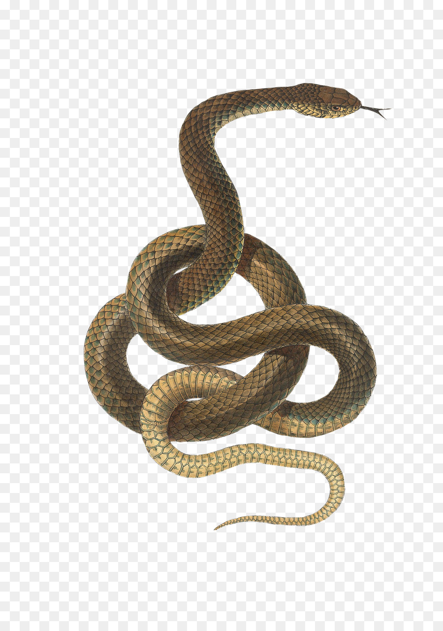 Snakes Image Stock photography Reptile -  png download - 877*1280 - Free Transparent Snakes png Download.