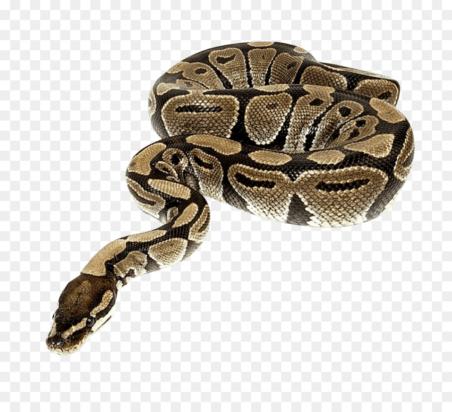 Snakes Portable Network Graphics Clip art Transparency Reptile - anaconda snake png download - 850*804 - Free Transparent Snakes png Download.