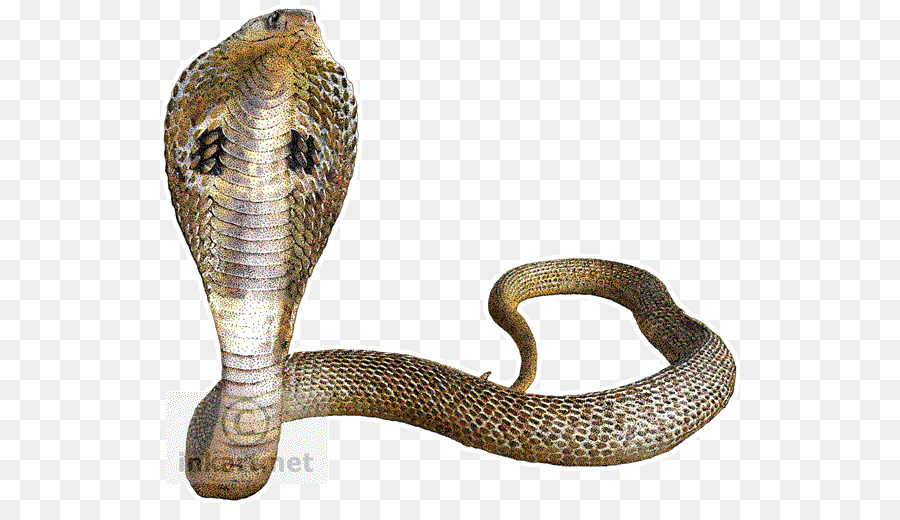 Snake Indian cobra King cobra - Cobra Snake Transparent Background png download - 590*509 - Free Transparent Snake png Download.
