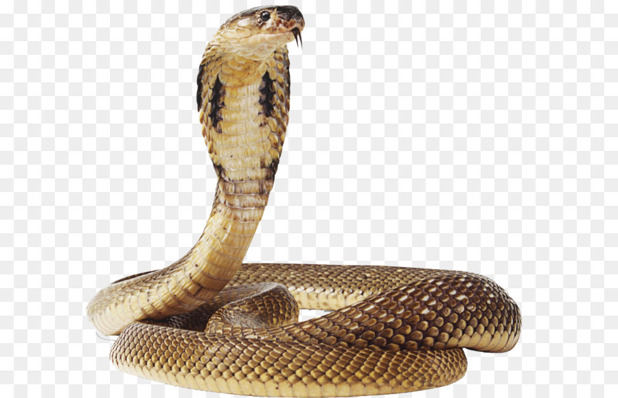 Snake Green anaconda - Snake Png Image png download - 1399*1248 - Free Transparent Snake png Download.