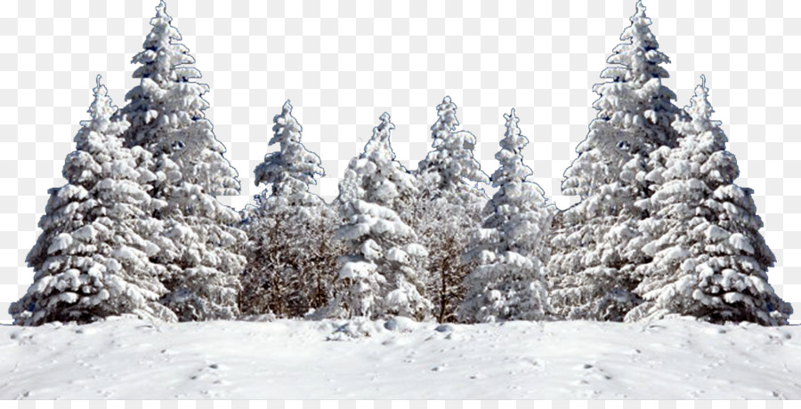 Christmas tree Snow Fir Spruce - snow tree png download - 1024*512 - Free Transparent Tree png Download.