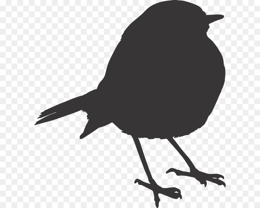 European robin Bird Sparrow Clip art - Bird png download - 662*720 - Free Transparent European Robin png Download.
