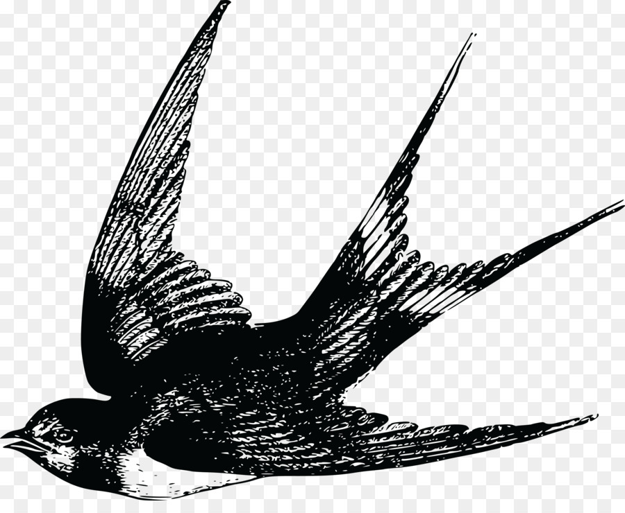 Bird flight Swallow Bird flight Sparrow - cdr png download - 4000*3209 - Free Transparent Bird png Download.