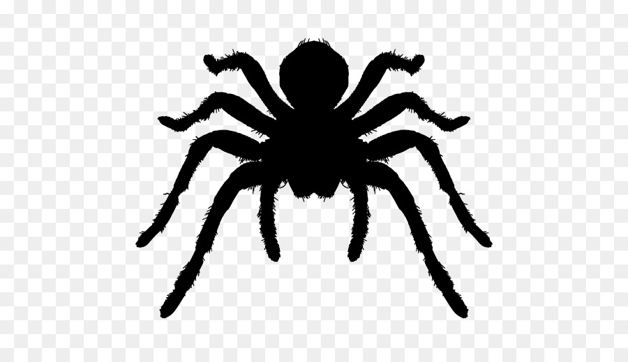 Spider Tarantula Insect Arthropod - animal silhouettes png download - 512*512 - Free Transparent Spider png Download.