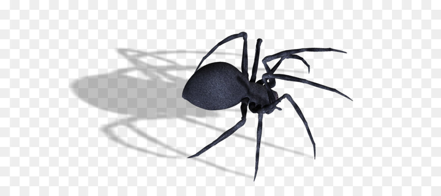 Spider Southern black widow Clip art - Black widow spider PNG image png download - 1026*626 - Free Transparent Black Widow png Download.