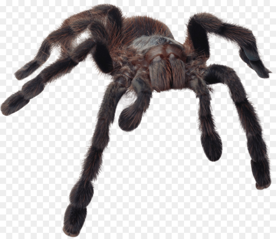 Spiders (Collins Gem) Gem Spiders Tarantula - scary png download - 2435*2099 - Free Transparent Spider png Download.