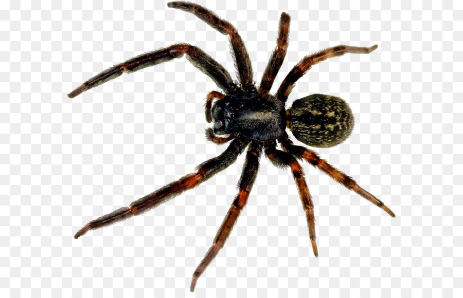 Redback spider Black house spider Southern black widow - Spider Png Picture png download - 900*791 - Free Transparent Spider png Download.