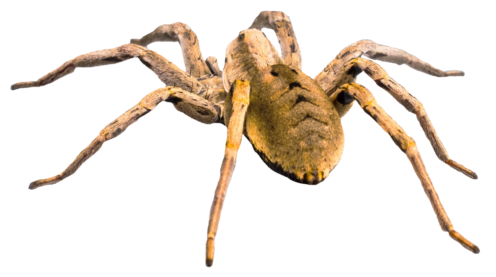 Wolf Spider transparent background PNG cliparts free download