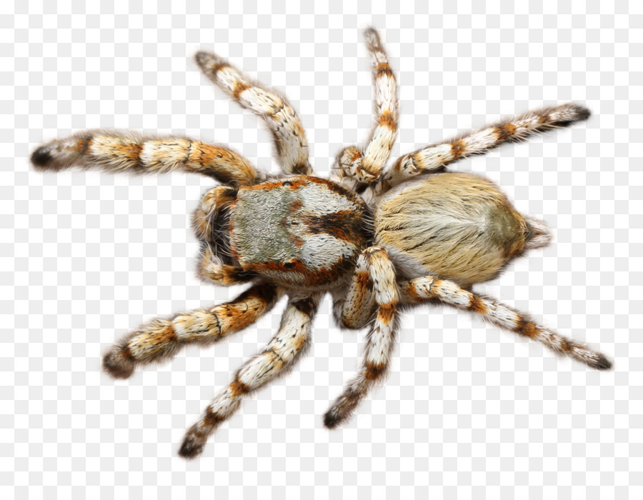 Spider Tarantula - Spider png download - 1800*1374 - Free Transparent Spider png Download.